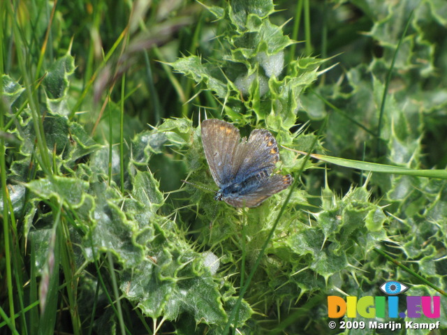 SX06712 Brown Argus butterfly (Plebeius agestis)